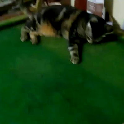 piper.jaylen piper.jaylen archive video