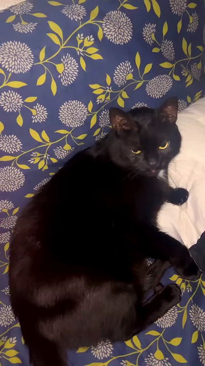 hellokittyangel666 hellokittyangel666 archive video