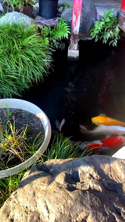 elianachetrit elianachetrit archive video