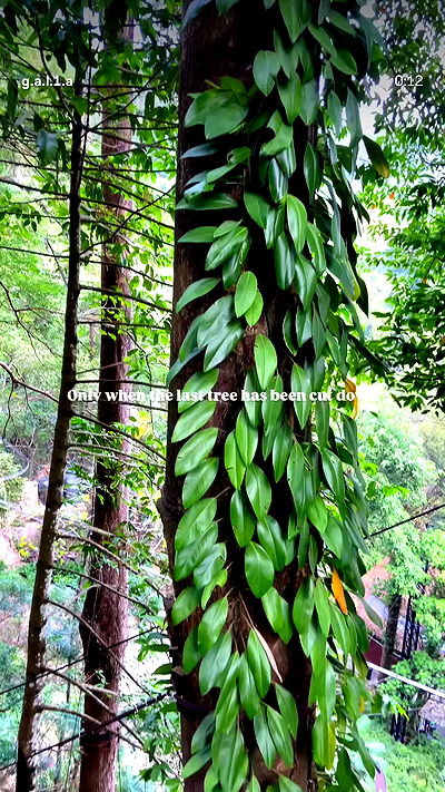 g.a.l.1.a g.a.l.1.a archive video