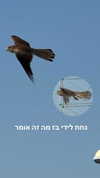 lotembar Altpins Profile Picture