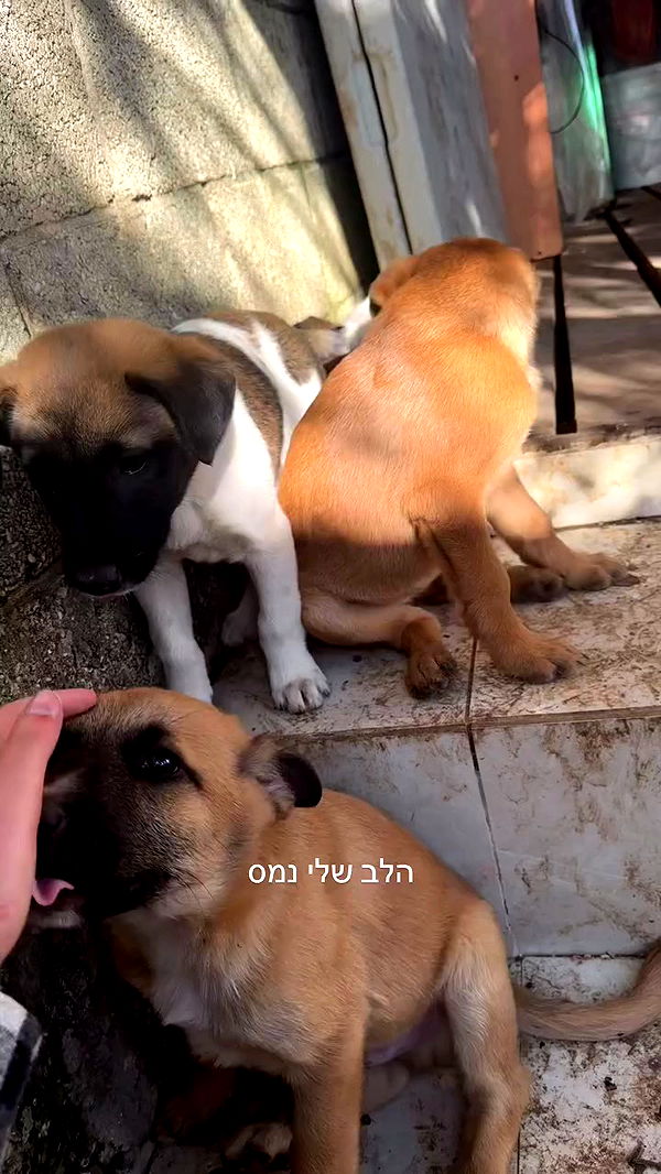 romy_ayalla_lavi archive video preview