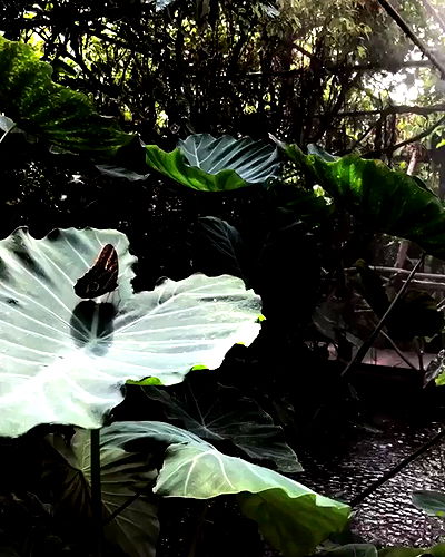 kesemgreenyer kesemgreenyer archive video