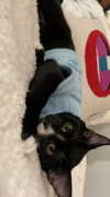 sydney_melman Altpins Profile Picture