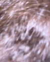 nicolevitalee Altpins Profile Picture