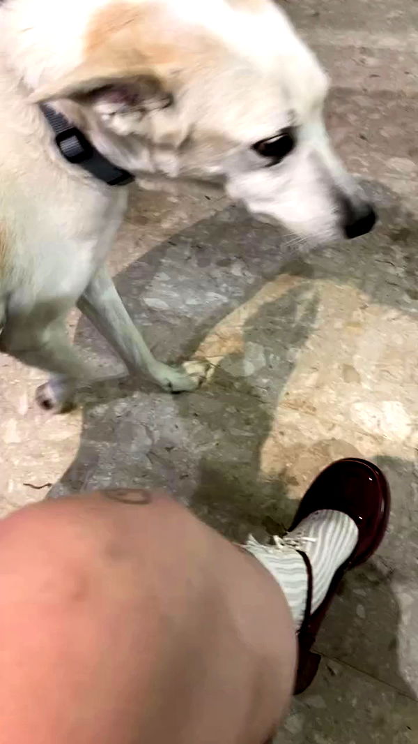 shanikaneko archive video preview