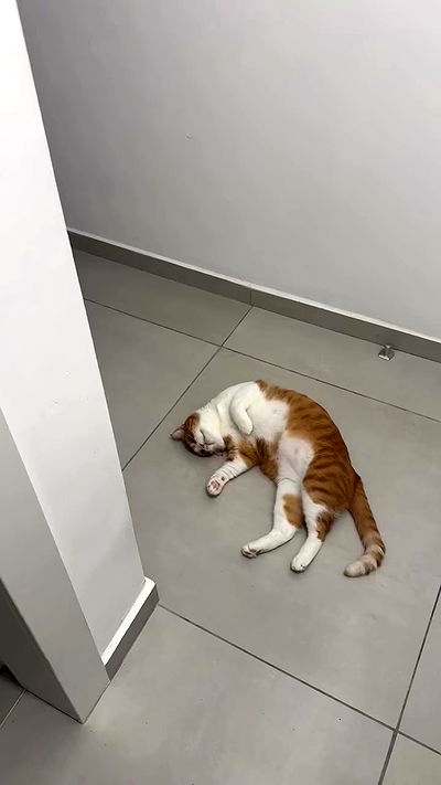 iambohema.v2 iambohema.v2 archive video