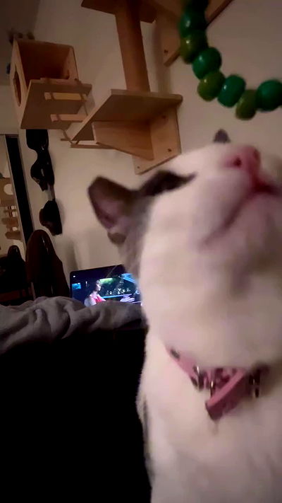 zommmbri zommmbri archive video