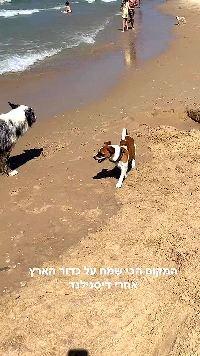 yam_adler yam_adler archive video