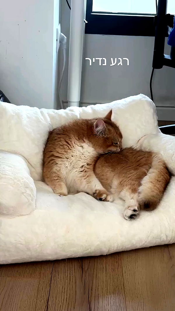 itsilanosh archive video preview