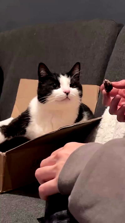 milkgore milkgore archive video