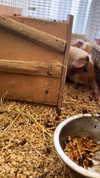 la.vica_ Altpins Profile Picture