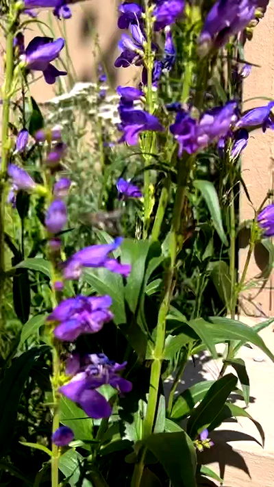 zommmbri zommmbri archive video