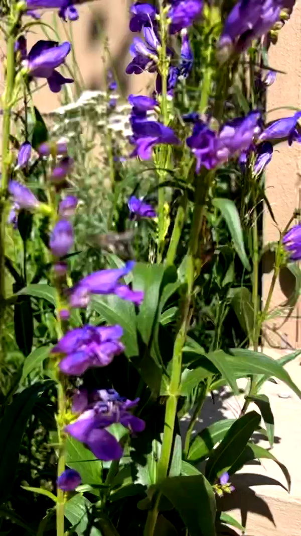 zommmbri archive video preview