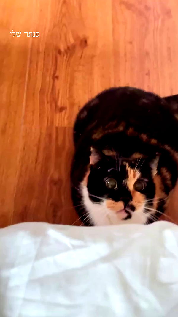 itsilanosh archive video preview