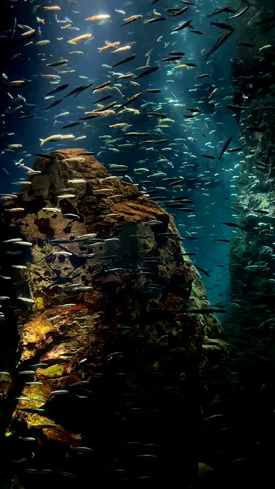 neomiconrad neomiconrad archive video