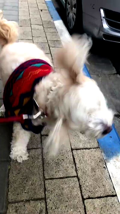 feelbetterinmysweater feelbetterinmysweater archive video