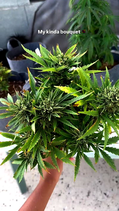 bakedsloths bakedsloths archive video