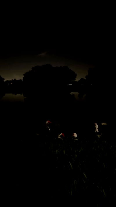 redroomromance redroomromance archive video