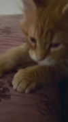 calyen Altpins Profile Picture