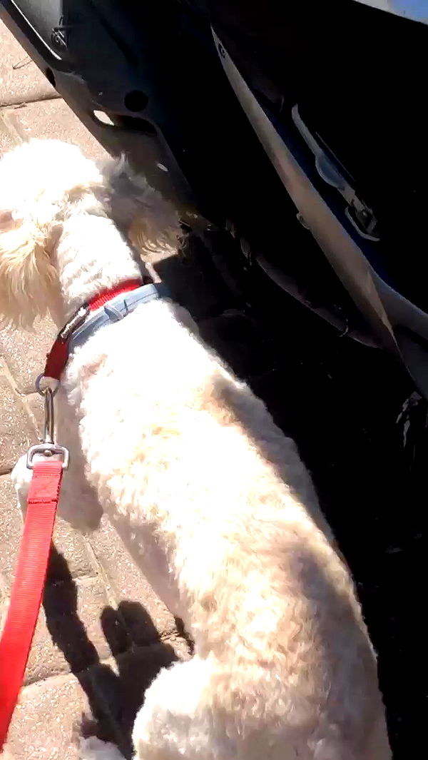 feelbetterinmysweater archive video preview