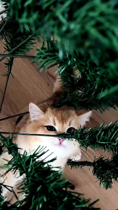 itsilanosh itsilanosh archive video