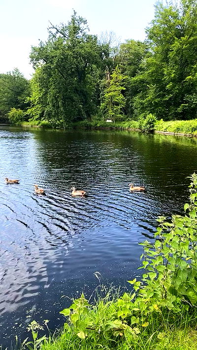 yam_adler yam_adler archive video