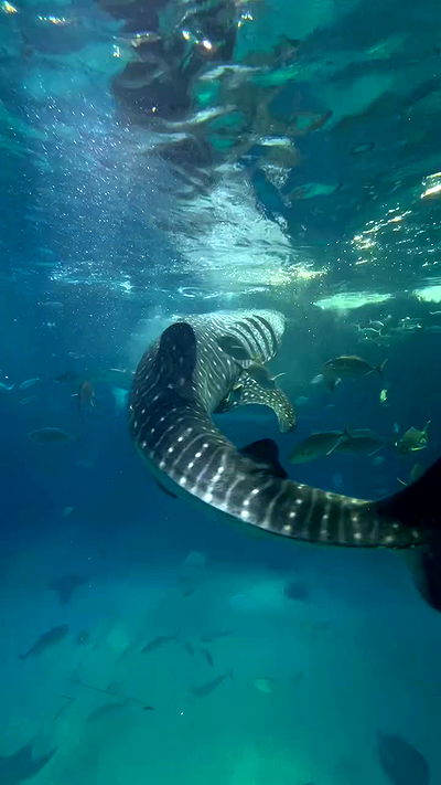 neomiconrad neomiconrad archive video