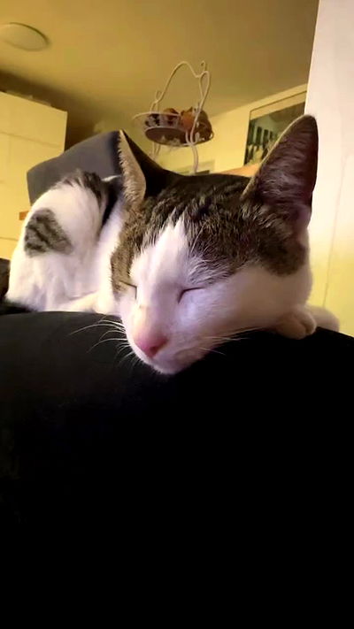 moonliliaght moonliliaght archive video