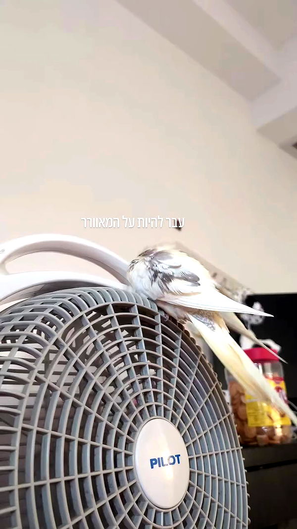 tinapavlov.sky archive video preview