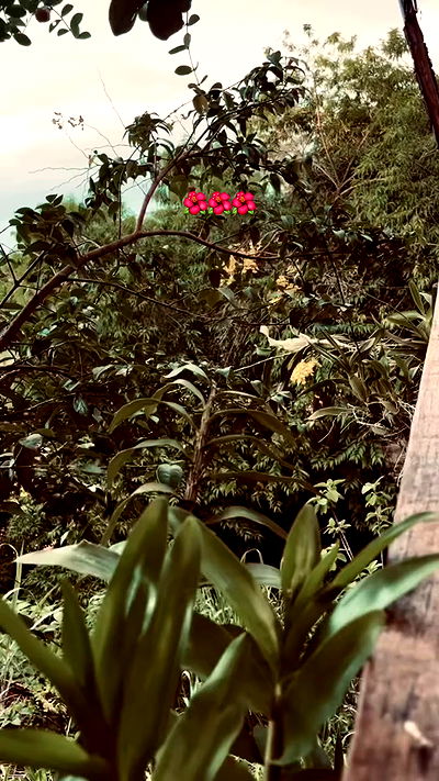 eusandyyh eusandyyh archive video