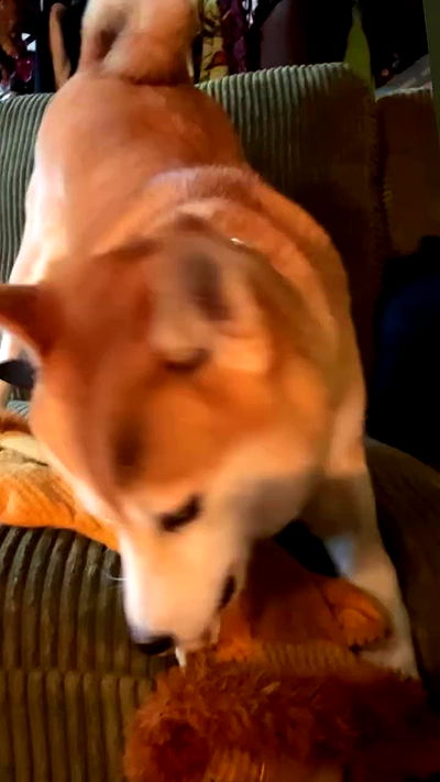 zommmbri zommmbri archive video