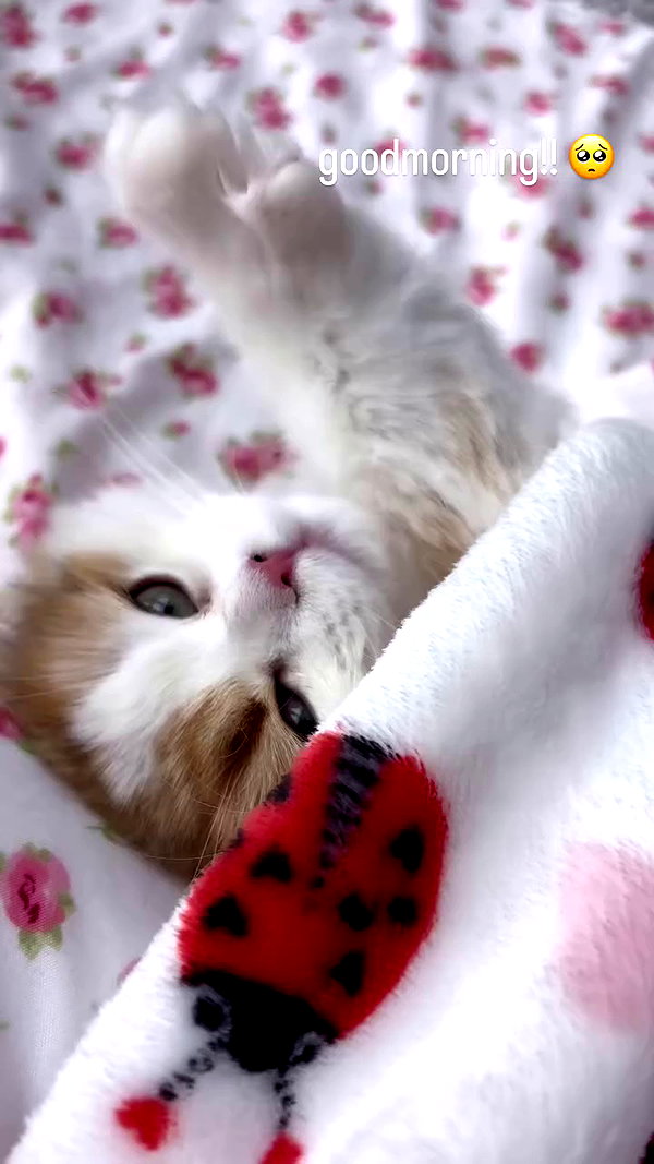 pockycatt archive video preview