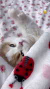 pockycatt Altpins Profile Picture