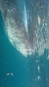 veronika_grish Altpins Profile Picture