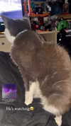 skelutuns Altpins Profile Picture