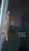 magg0tfleshh Altpins Profile Picture