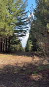 lital.oss Altpins Profile Picture