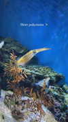 candy_balll Altpins Profile Picture