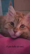 calyen Altpins Profile Picture