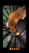 kitsunee.___ Altpins Profile Picture