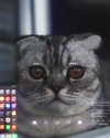 xsurio Altpins Profile Picture