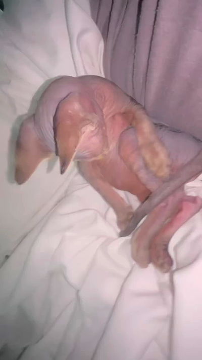 zommmbri zommmbri archive video