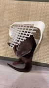 candy_balll Altpins Profile Picture