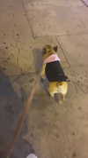 ifkissescouldleavecuts Altpins Profile Picture