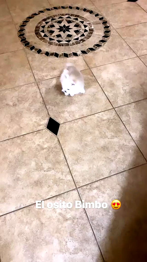 jailyneojeda archive video preview