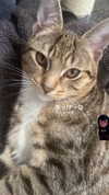 nylthria Altpins Profile Picture