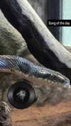 zz.eazoning Altpins Profile Picture