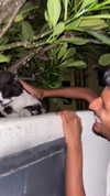lotembar Altpins Profile Picture
