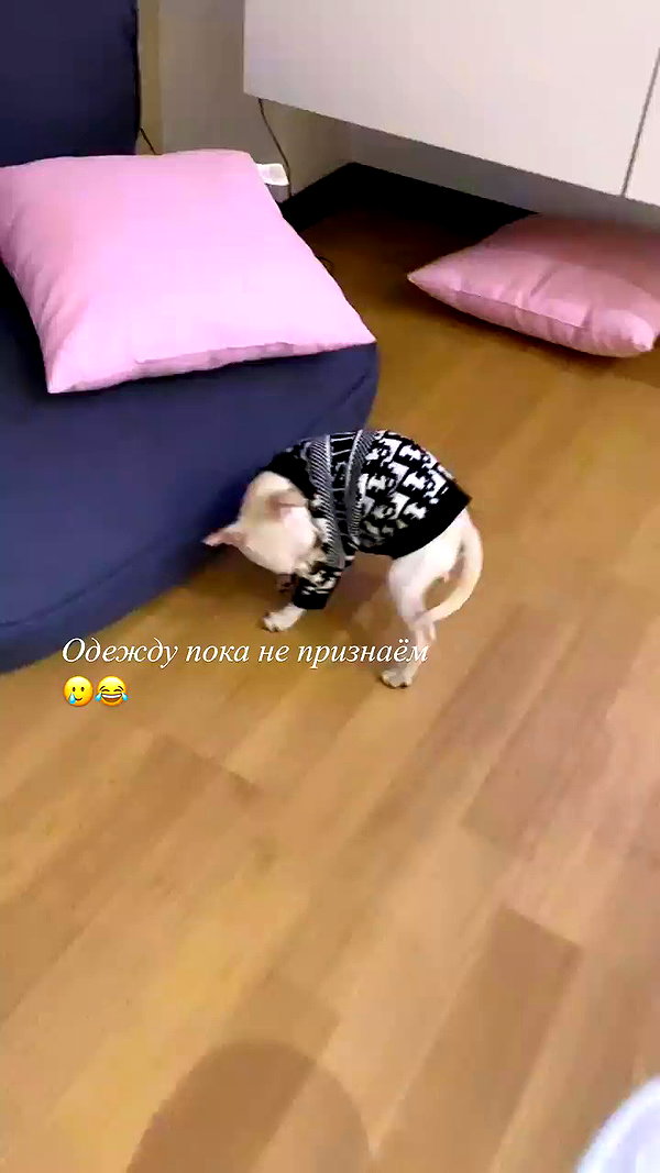 alinaaignatova archive video preview